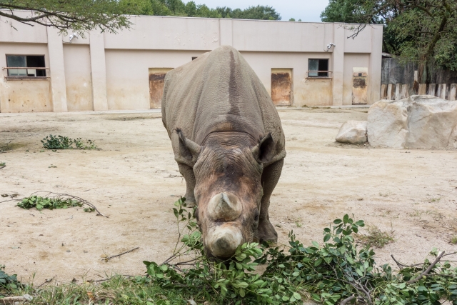 安佐動物公園のサイ