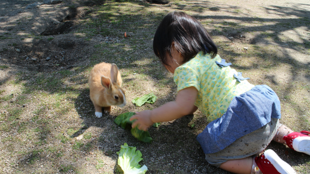 うさぎとのふれあい2