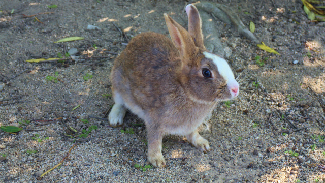 大久野島のアナウサギ