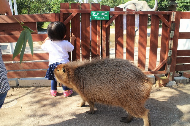 hureai-capybara